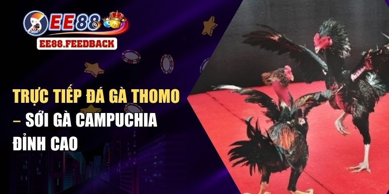 Trực Tiếp Đá Gà Thomo – Sới Gà Campuchia Đỉnh Cao